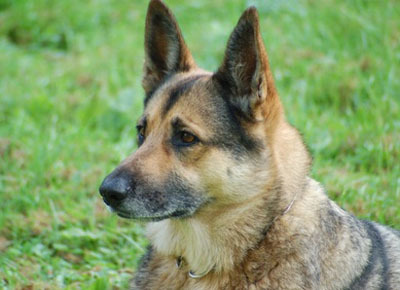 Hund